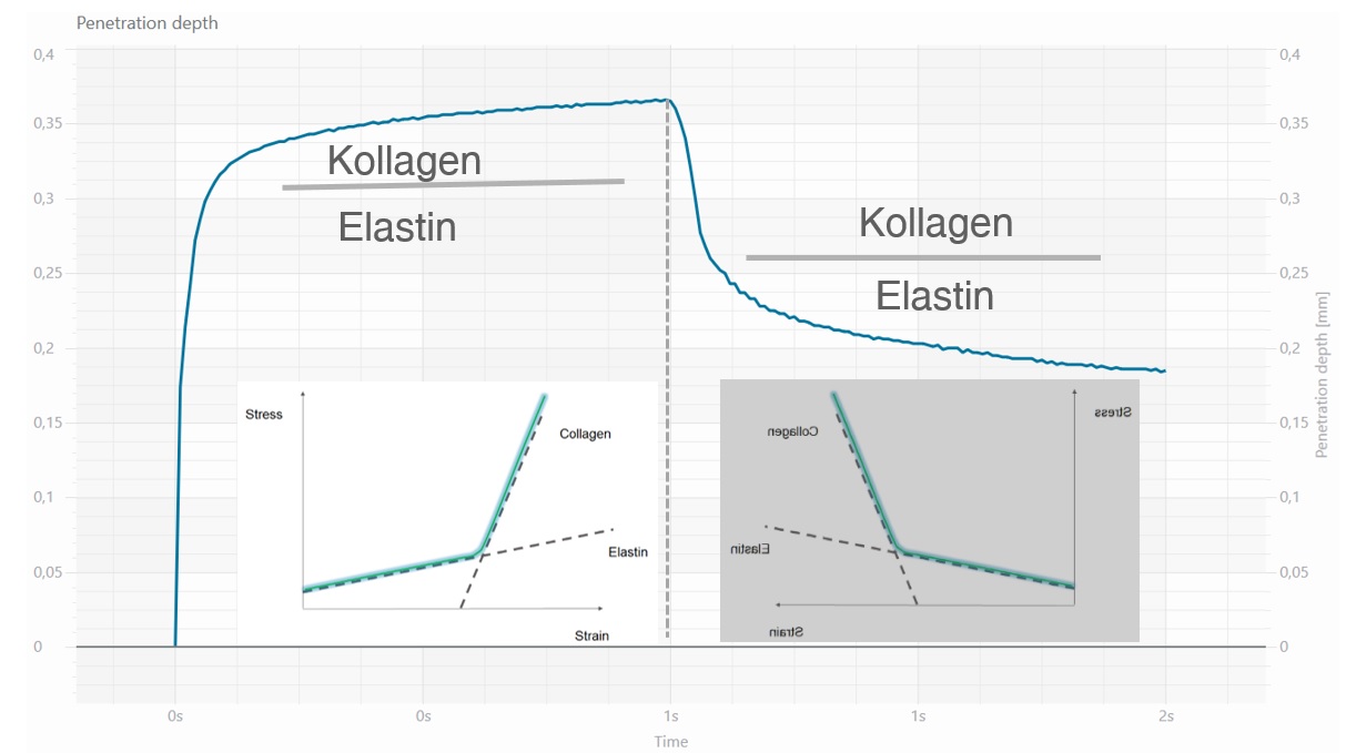 Cutometer® typische Messkurve Kollagen vs Elastin